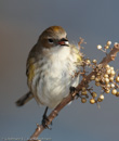Warbler - 